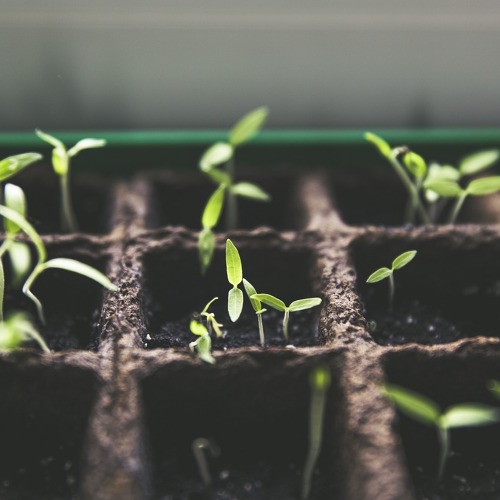 Sa 26.9. | 15 - 17 UhrWorkshop »Saatgutvielfalt«